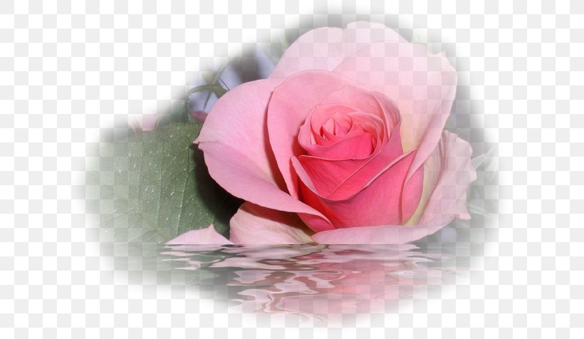Rose Flower Floral Design, PNG, 634x476px, Rose, Blume, Close Up, Cut Flowers, David Ch Austin Download Free