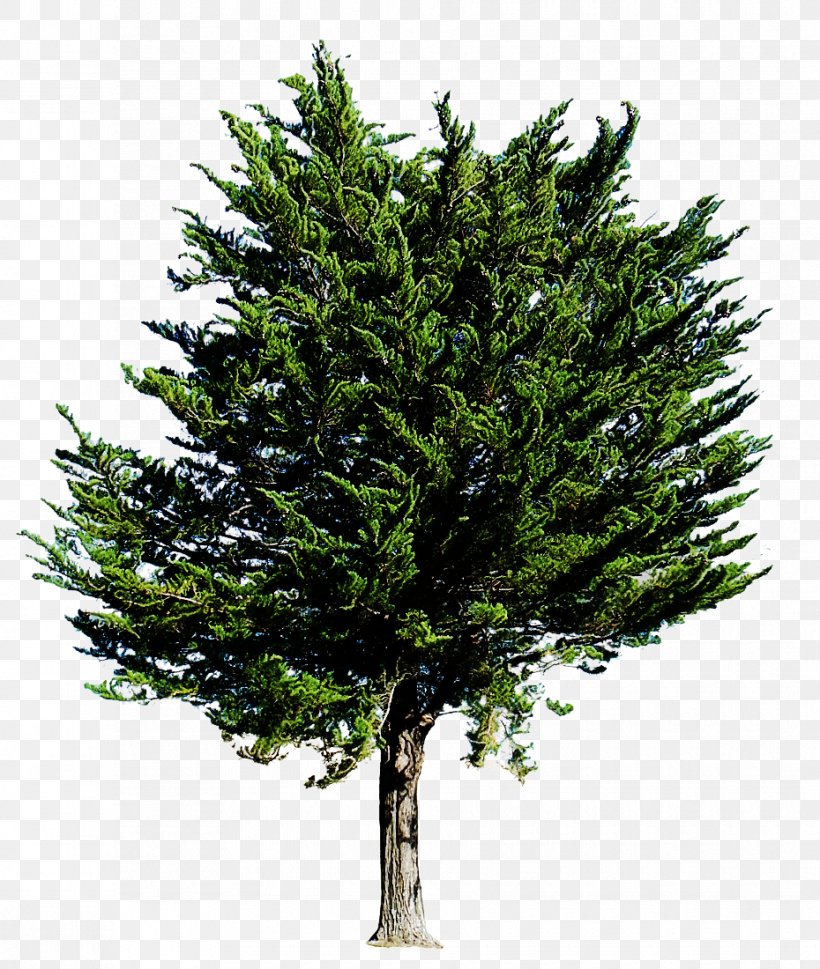 Tree Shortleaf Black Spruce Columbian Spruce Balsam Fir White Pine, PNG, 930x1100px, Tree, Balsam Fir, Canadian Fir, Columbian Spruce, Lodgepole Pine Download Free
