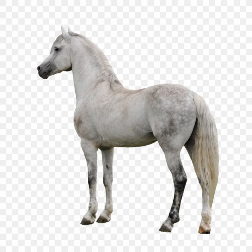 Arabian Horse Appaloosa American Paint Horse Gray, PNG, 900x900px, Appaloosa, Bay, Clydesdale Horse, Colt, Deviantart Download Free