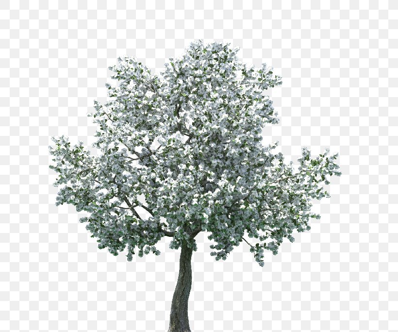 Cherry Blossom Tree Clip Art, PNG, 665x684px, Blossom, Branch, Cherry Blossom, Cupressus, Cypress Download Free