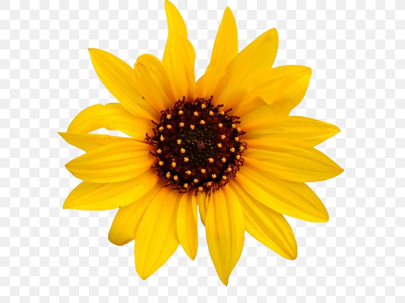 Common Sunflower Clip Art, PNG, 599x614px, Common Sunflower, Close Up, Daisy Family, Display Resolution, Flower Download Free