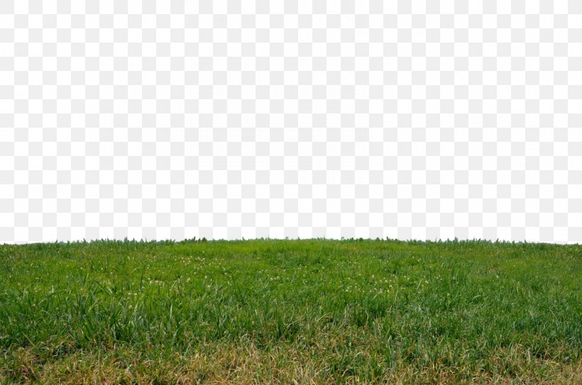 Grassland Meadow Grasses Pasture Agriculture, PNG, 1600x1060px, Grassland, Agriculture, Crop, Ecoregion, Ecosystem Download Free