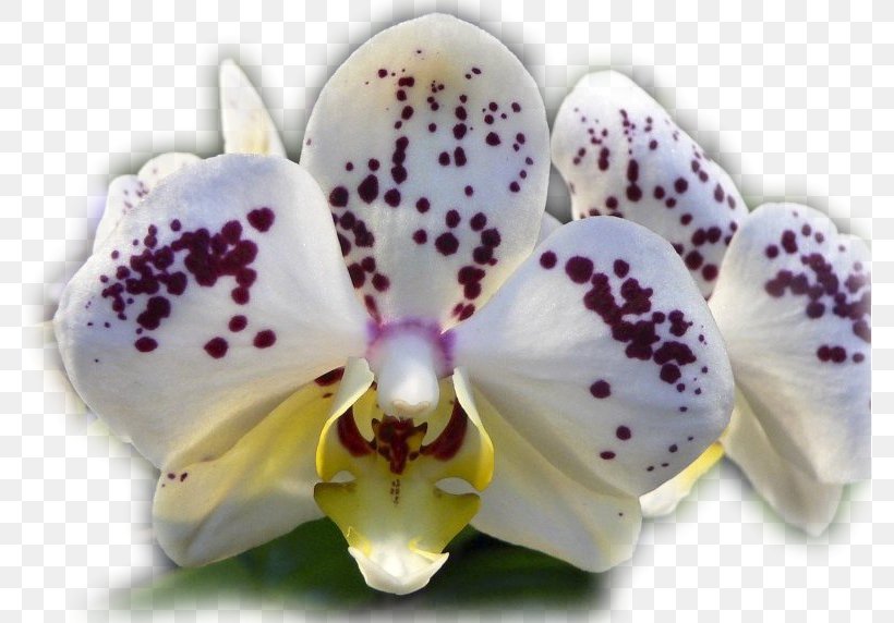 Moth Orchids Orchid Fever: A Horticultural Tale Of Love, Lust, And Lunacy Cattleya Orchids Flower, PNG, 778x572px, Moth Orchids, Cattleya, Cattleya Orchids, Color, Epiphyllum Download Free