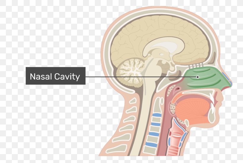 Nasal Cavity Anatomy Of The Human Nose, PNG, 770x550px, Watercolor, Cartoon, Flower, Frame, Heart Download Free