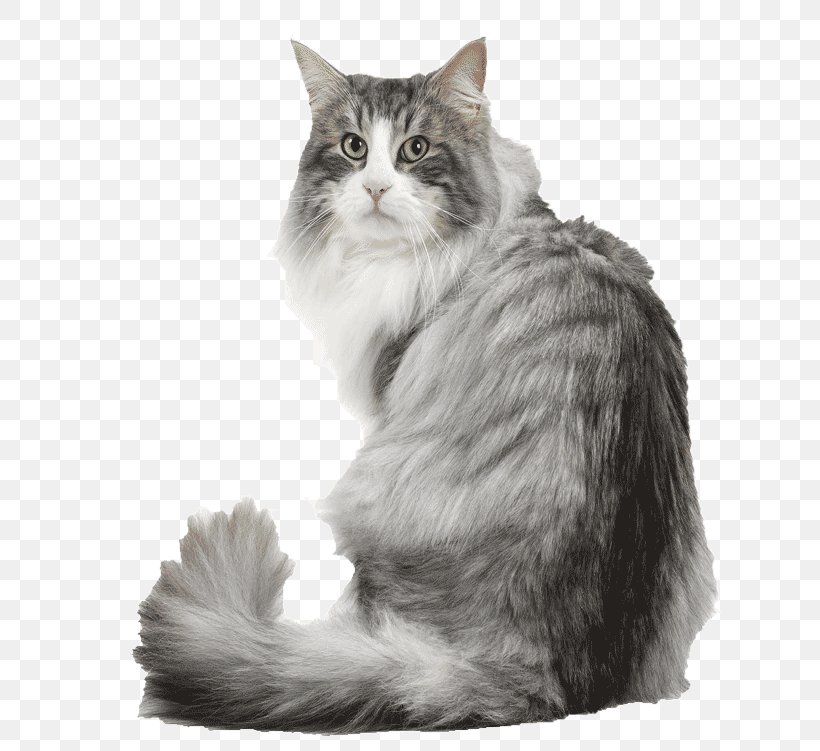 Norwegian Forest Cat Siberian Cat Maine Coon Kitten Dog, PNG, 636x751px, Norwegian Forest Cat, Asian Semi Longhair, Black And White, Blanc, Breed Download Free