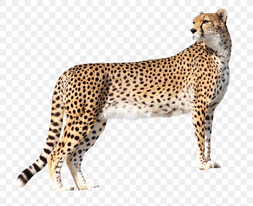 Cheetah Lion High-definition Television Wallpaper, PNG, 1607x1311px, 4k Resolution, Cheetah, Big Cats, Carnivoran, Cat Like Mammal Download Free