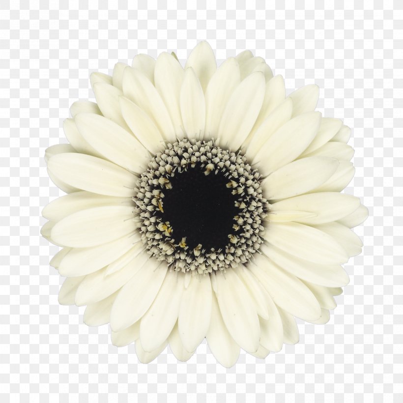 Common Daisy Mariano's Transvaal Daisy Cut Flowers, PNG, 3307x3307px, Common Daisy, Artificial Flower, Chrysanthemum, Cut Flowers, Daisy Download Free