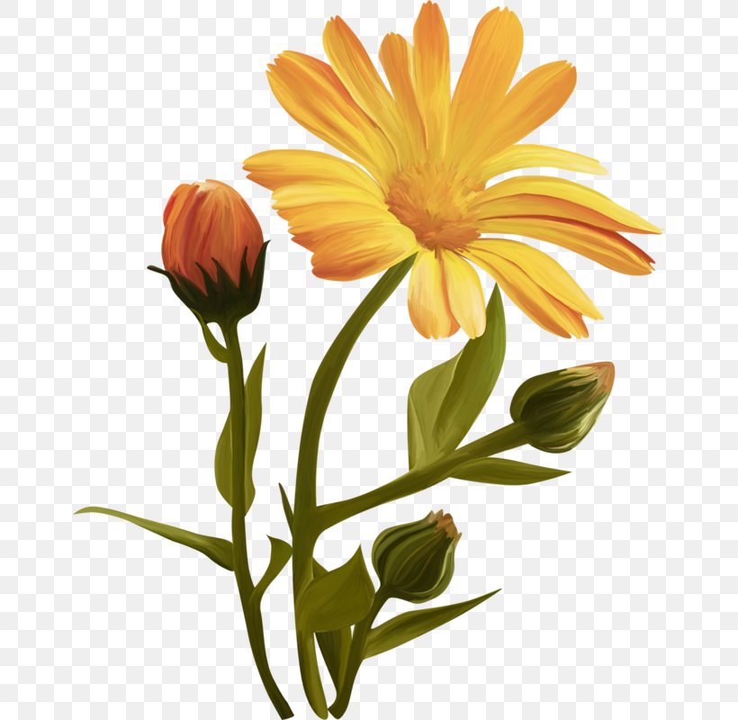 Common Sunflower Cut Flowers, PNG, 658x800px, Common Sunflower, Annual Plant, Calendula, Calendula Officinalis, Chrysanthemum Download Free