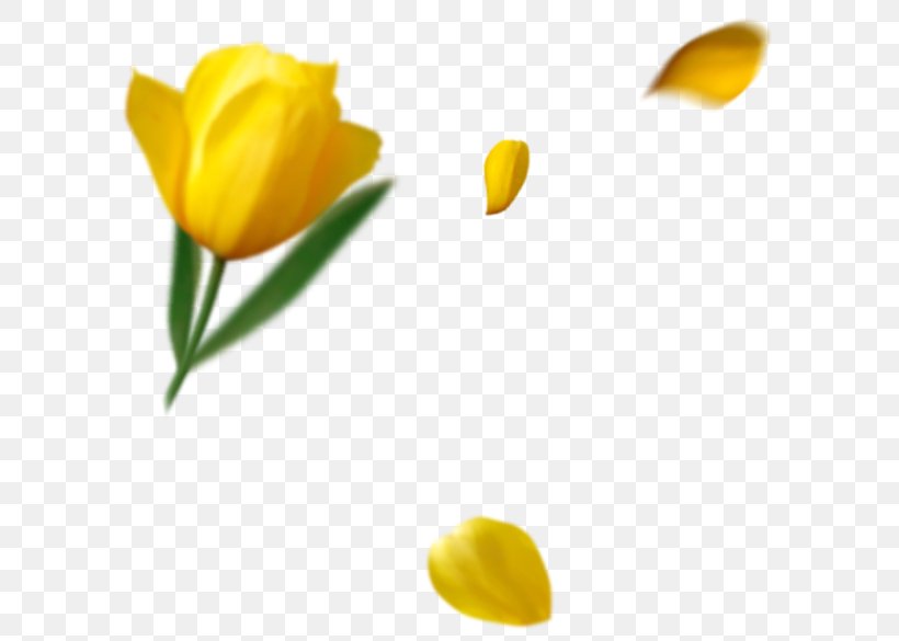 Indira Gandhi Memorial Tulip Garden Flower Petal, PNG, 620x585px, Indira Gandhi Memorial Tulip Garden, Designer, Drawing, Flower, Flowering Plant Download Free