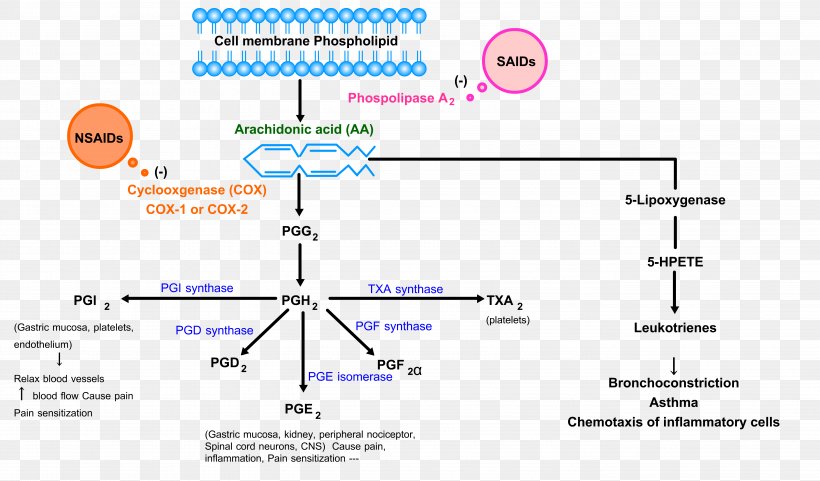 Nonsteroidal Anti-inflammatory Drug Cyclooxygenase Ache Inflammation Analgesic, PNG, 5556x3264px, Nonsteroidal Antiinflammatory Drug, Ache, Analgesic, Antiinflammatory, Arachidonic Acid Download Free