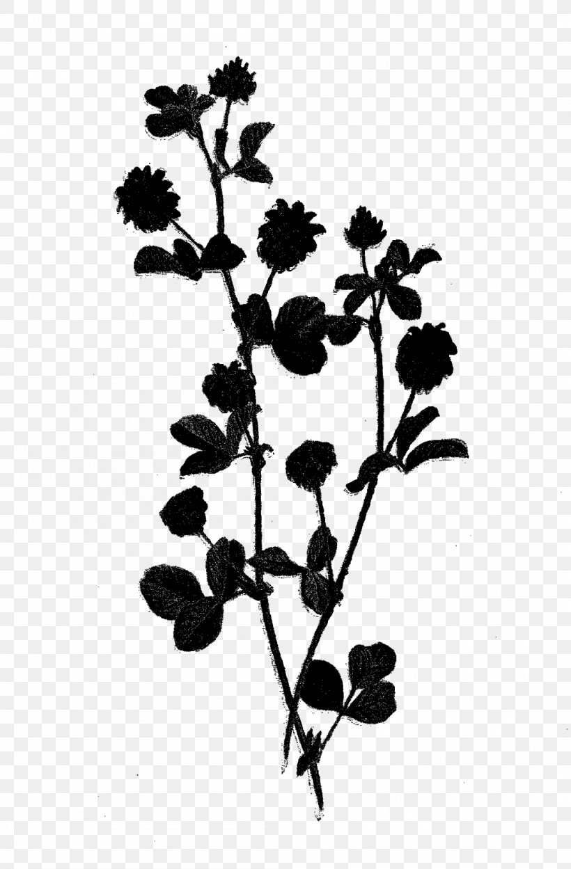 Plant Stem Flowering Plant Leaf Plants, PNG, 1050x1600px, Plant Stem, Blackandwhite, Branch, Flower, Flowering Plant Download Free