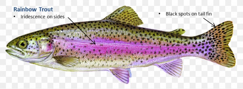 Rainbow Trout Fish Salmon Brown Trout, PNG, 938x345px, Rainbow Trout, Bass, Bony Fish, Brook Trout, Brown Trout Download Free