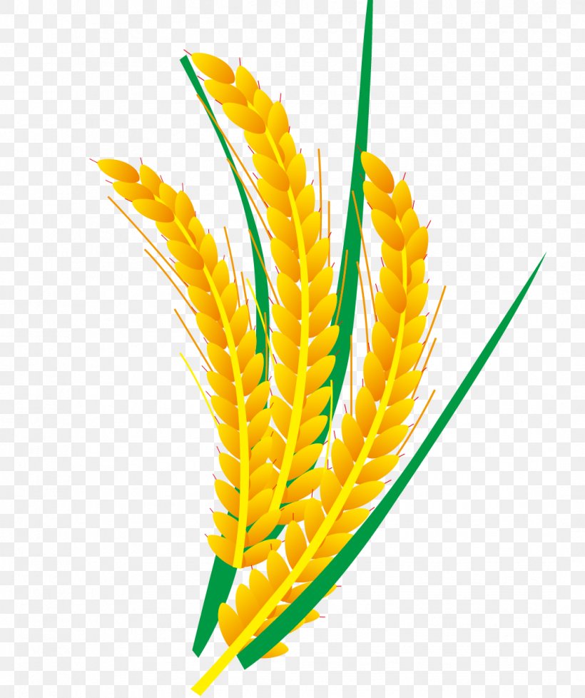 Rice Euclidean Vector Computer File, PNG, 1069x1275px, Rice, Commodity, Feather, Food, Fruit Download Free