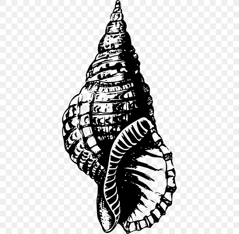 Seashell Drawing, PNG, 394x800px, Seashell, Art, Artwork, Black And White, Conch Download Free