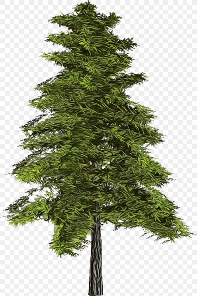 Tree Shortleaf Black Spruce Columbian Spruce Balsam Fir Yellow Fir, PNG, 867x1302px, Watercolor, Balsam Fir, Canadian Fir, Columbian Spruce, Oregon Pine Download Free
