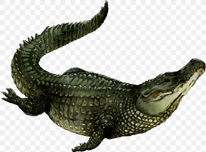 American Alligator Nile Crocodile Fauna, PNG, 1449x1071px, American Alligator, Alligator, Alligators, American Crocodile, Animal Download Free