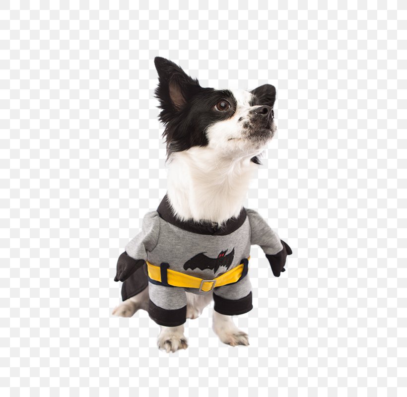 Dog Breed Batman Puppy Chihuahua Companion Dog, PNG, 800x800px, Dog Breed, Batman, Batman Robin, Carnivoran, Chihuahua Download Free