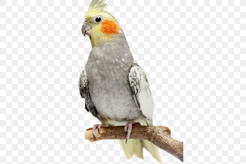 Cockatiel Parrot Budgerigar Bird Stock Photography, PNG, 2100x1400px, Cockatiel, Beak, Bird, Budgerigar, Cockatoo Download Free