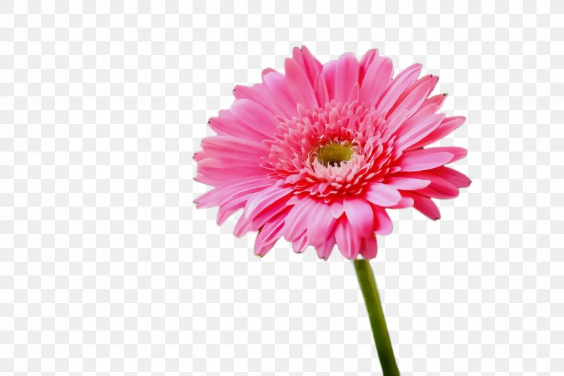 Flower Flowering Plant Barberton Daisy Gerbera Plant, PNG, 2448x1632px, Watercolor, Barberton Daisy, China Aster, Cut Flowers, Daisy Family Download Free