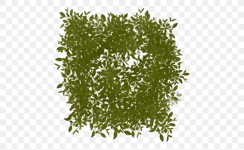 Leaf Tree Shrub Herb, PNG, 503x503px, Leaf, Grass, Herb, Plant, Shrub Download Free