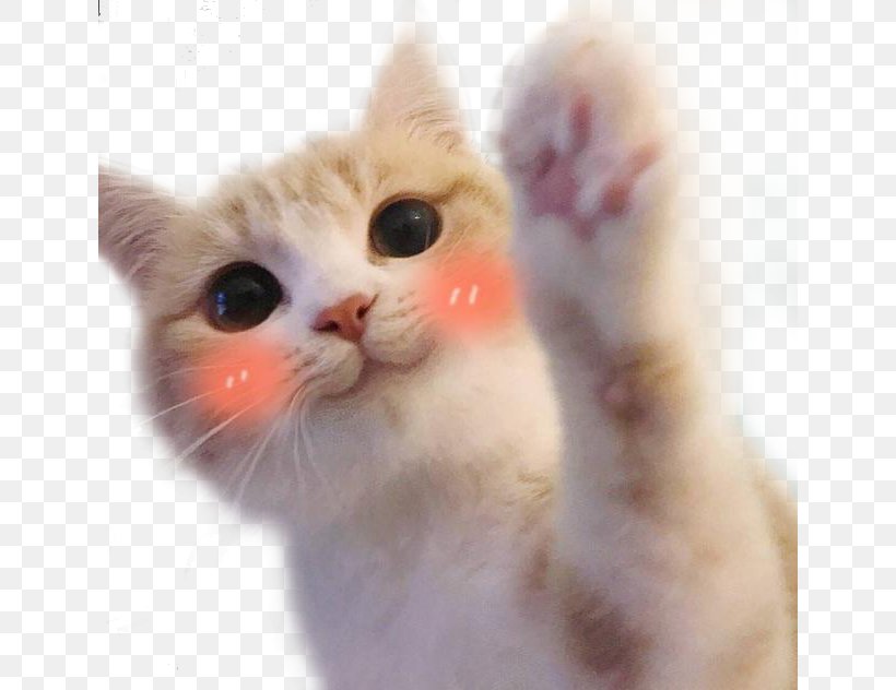 Ragdoll Kitten Hello Kitty Cat Food Mouse, PNG, 640x632px, Ragdoll, Aegean Cat, American Wirehair, Animal, Carnivoran Download Free