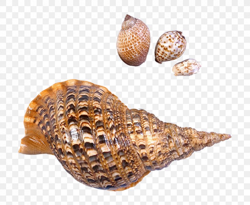 Seashell Gastropod Shell Clip Art, PNG, 864x708px, Seashell, Achatina Achatina, Beach, Clam, Clams Oysters Mussels And Scallops Download Free