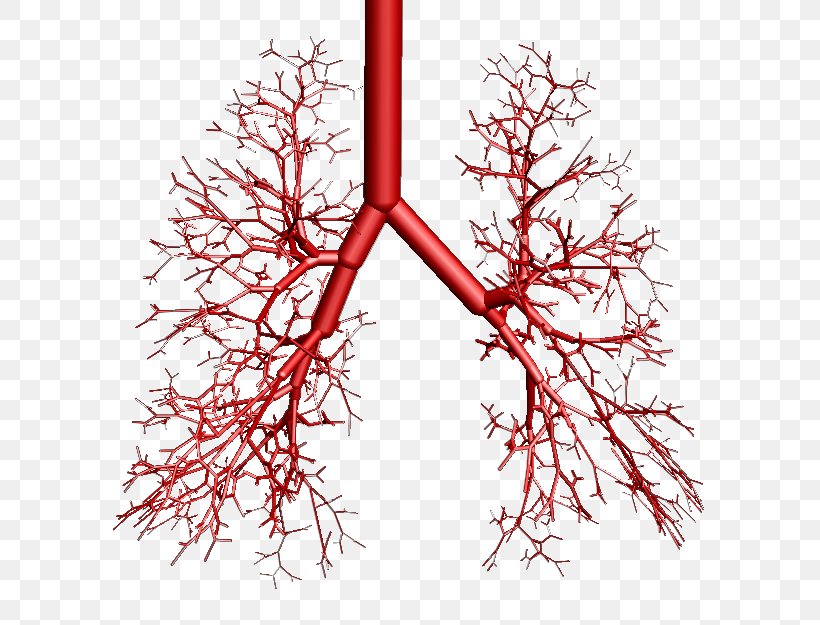 Bronchus Lung Breathing Vertebrate OpenSim, PNG, 687x625px, Bronchus, Anatomy, Artery, Branch, Breathing Download Free