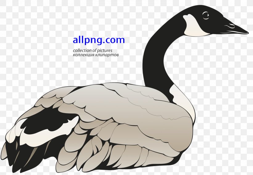 Canada Goose Bird Duck, PNG, 1500x1041px, Goose, Anatidae, Animal, Beak, Bird Download Free