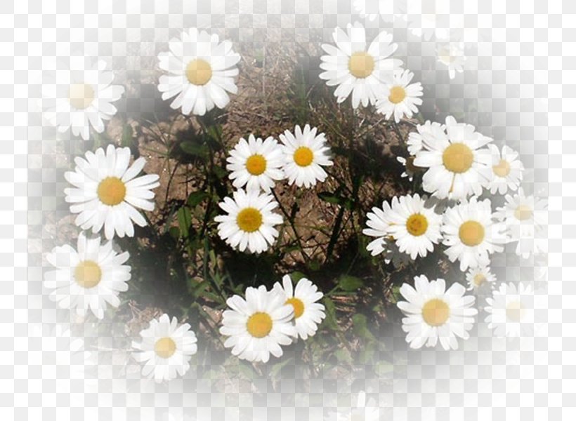 Common Daisy Flower Bouquet Chamomile Daisy Family, PNG, 743x600px, Common Daisy, Chamaemelum Nobile, Chamomile, Chamomiles, Chrysanthemum Download Free