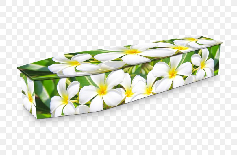 Expression Coffins Flower Funeral Frangipani, PNG, 800x536px, Coffin, Common Sunflower, Expression Coffins, Flower, Frangipani Download Free