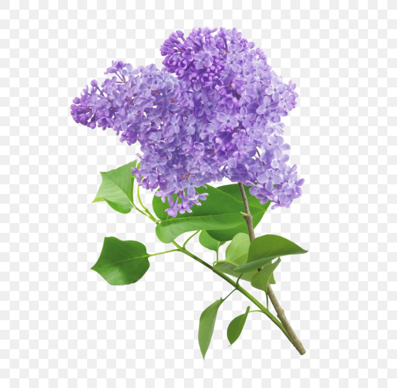 Clip Art Lilac Violet Transparency, PNG, 582x800px, Lilac, Blue, Branch, Buddleia, Common Lilac Download Free