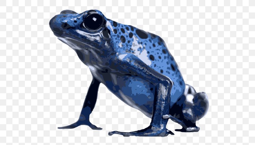 American Bullfrog True Frog Tropical Frogs Toad, PNG, 600x467px, American Bullfrog, Amphibian, Blue Poison Dart Frog, Bullfrog, Electric Blue Download Free