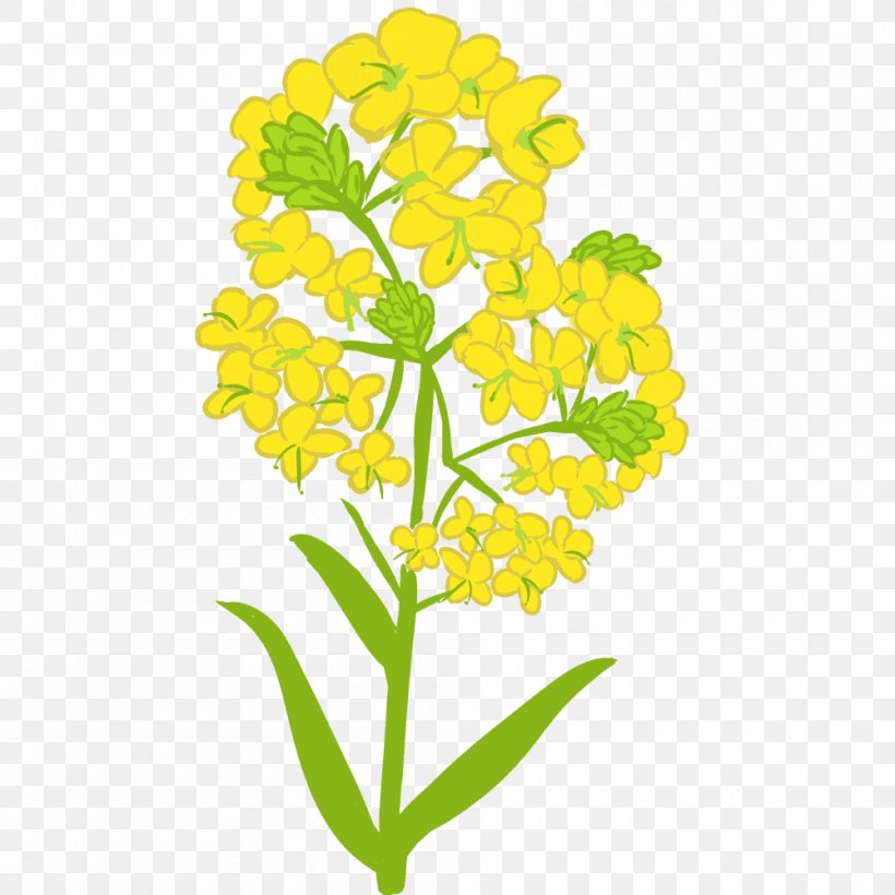 油菜 Book Illustration Brassica Rapa Illustrator, PNG, 1000x1000px, Book Illustration, Brassica Rapa, Clip Studio Paint, Cut Flowers, Flower Download Free