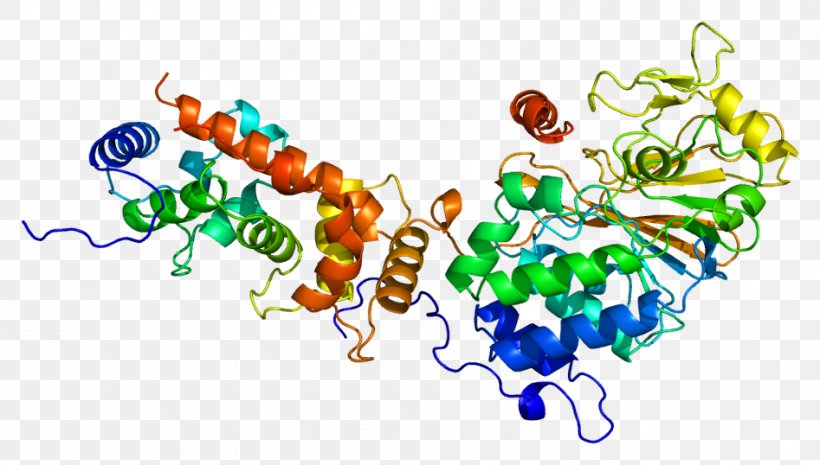 Calcineurin Phosphatase Protein Threonine Serine, PNG, 947x538px, Calcineurin, Alkaline Phosphatase, Art, Calcium, Calmodulin Download Free