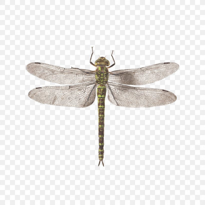 Dragonfly Tattly Animalia Rationalia Et Insecta (Ignis): Plate II Drawing Image, PNG, 1460x1460px, Dragonfly, Art, Arthropod, Artist, Damselflies Download Free