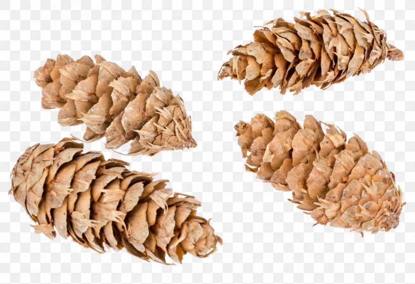 Pine Nut Commodity, PNG, 1166x800px, Pine Nut, Commodity, Nut, Pine, Whole Grain Download Free
