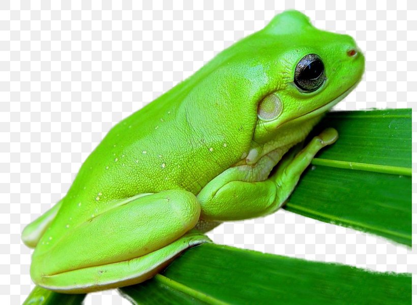 Australian Green Tree Frog Lithobates Clamitans Amphibian, PNG, 800x600px, Frog, Amphibian, Animal, Argentine Horned Frog, Australian Green Tree Frog Download Free