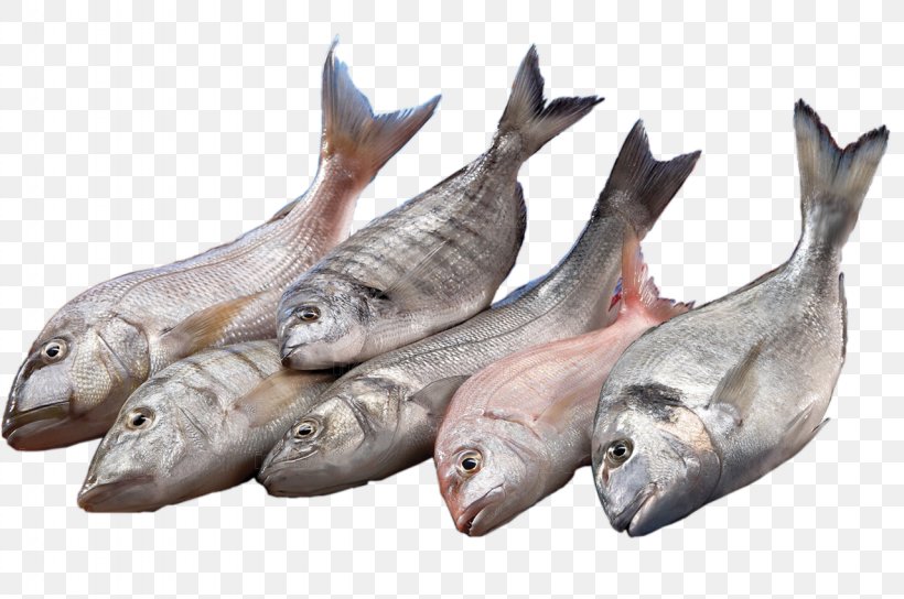 Istanbul Supermarkt Fish Organization, PNG, 1280x850px, Istanbul, Animal Source Foods, Assortment Strategies, Export, Fauna Download Free