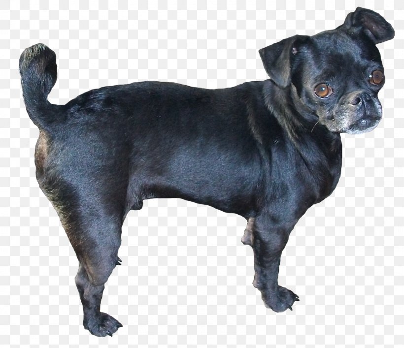 Pug Puppy Companion Dog Dog Breed PhotoScape, PNG, 1600x1381px, Pug, Breed, Carnivoran, Companion Dog, Dog Download Free