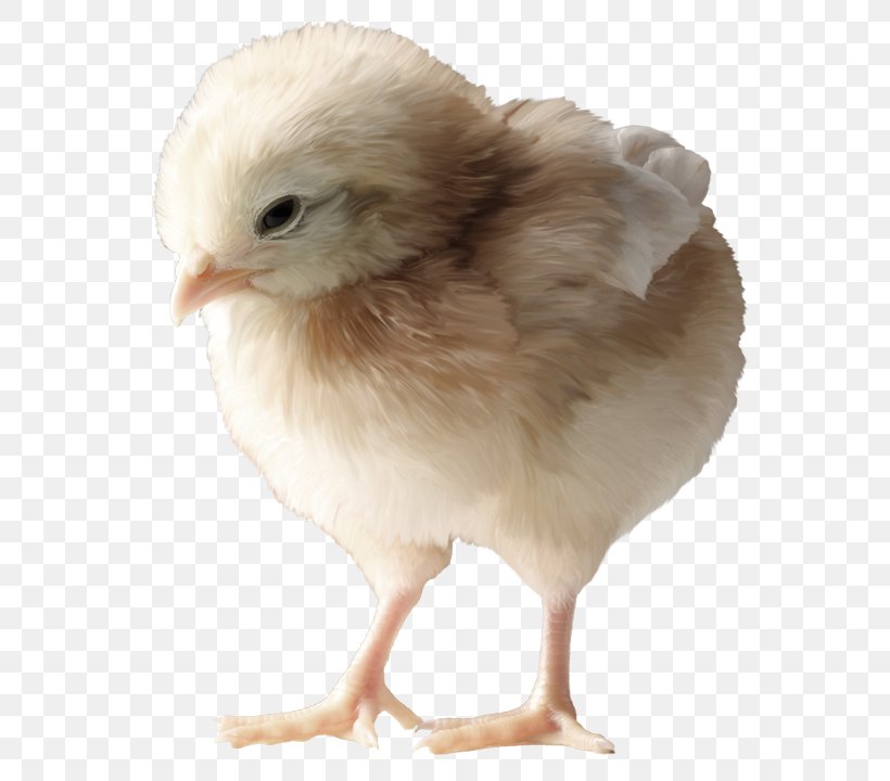 Rooster Chicken Clip Art, PNG, 600x720px, Rooster, Beak, Bird, Cartoon, Chicken Download Free
