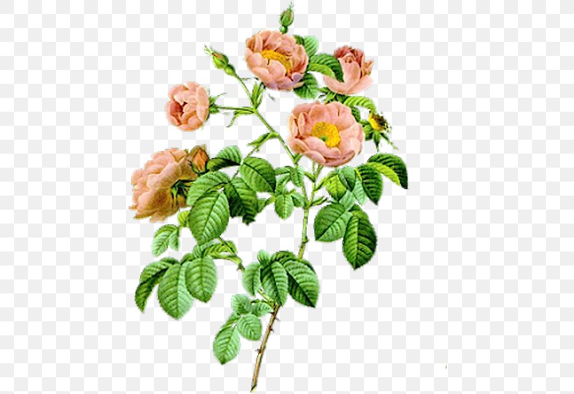 Art Rose Painting, PNG, 456x564px, Art, Branch, Cut Flowers, Drawing, Flower Download Free