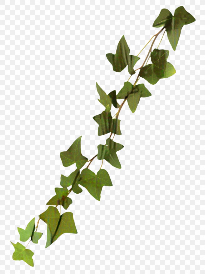 Clip Art Common Ivy Transparency Image, PNG, 1196x1600px, Common Ivy, Araliaceae, Branch, Flower, Flowering Plant Download Free