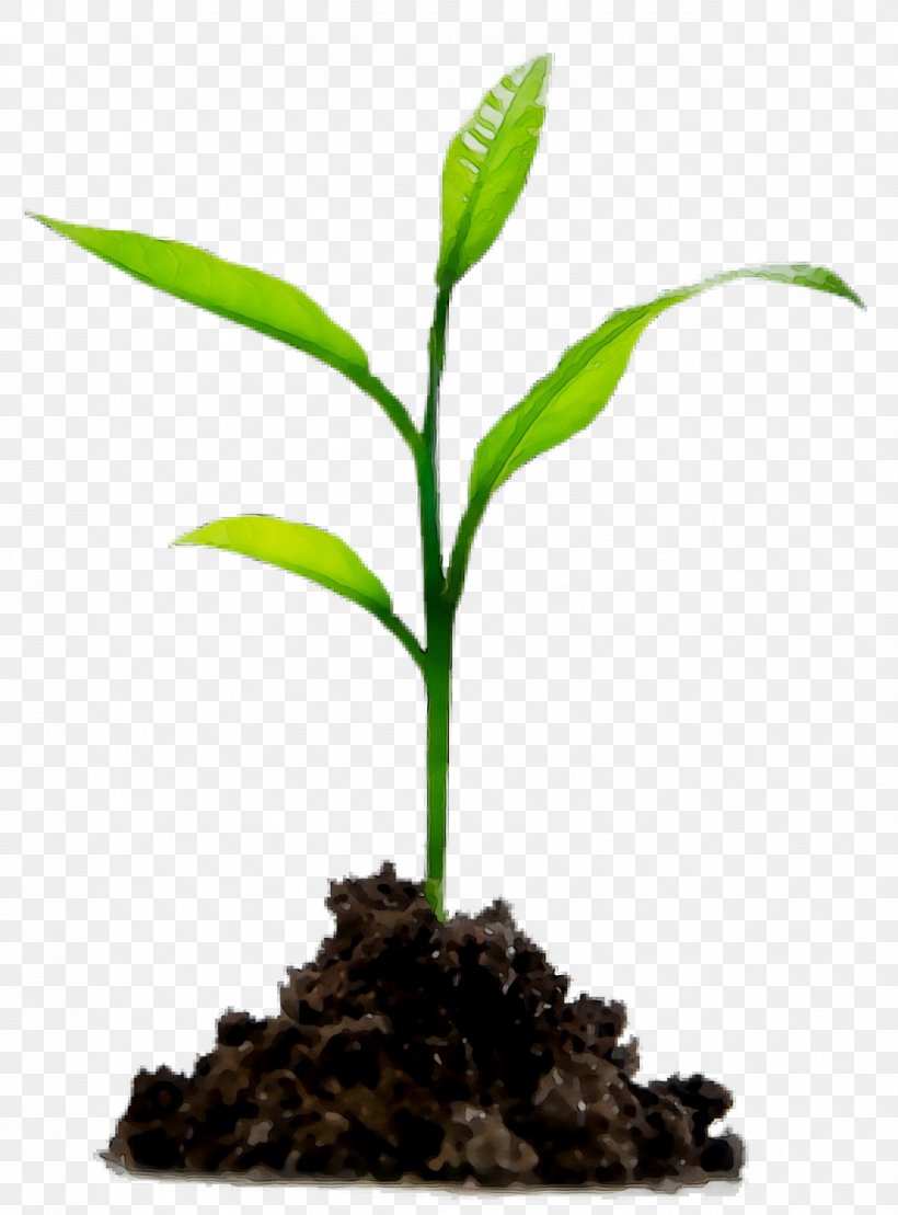 Soil Natural Environment Plants Agriculture Proteg SpA, PNG, 1276x1727px, Soil, Agriculture, Business, Company, Compost Download Free