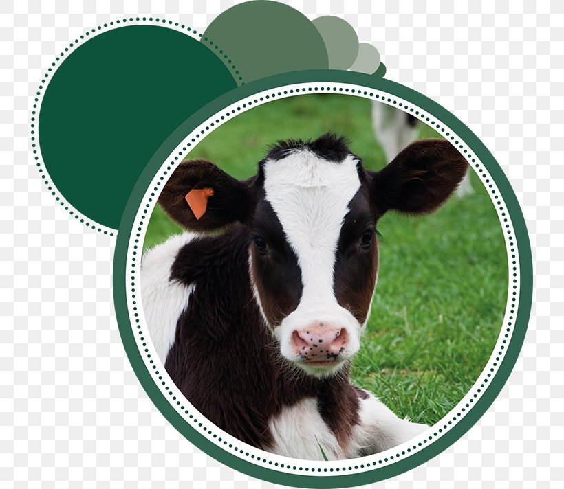 Calf Improving Animal Welfare: A Practical Approach Dairy Cattle, PNG, 730x712px, Calf, Animal, Animal Husbandry, Animal Welfare, Animals Australia Download Free
