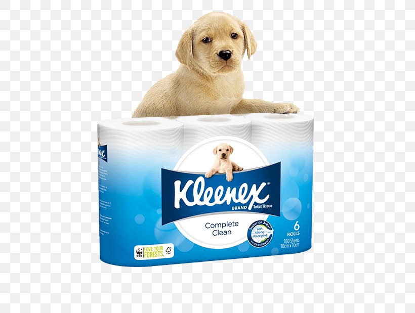 Kleenex Facial Tissues Toilet Paper Cottonelle, PNG, 562x619px, Kleenex, Bathroom, Carnivoran, Cleaning, Companion Dog Download Free