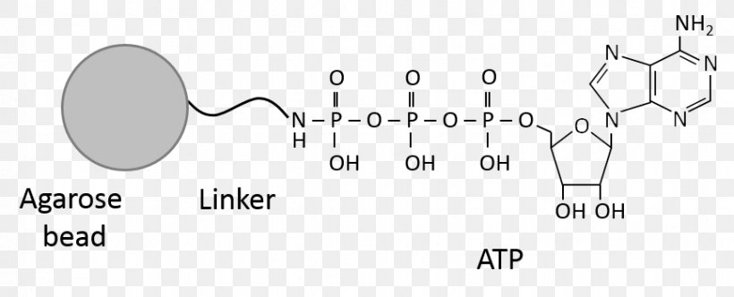 Adenosine Triphosphate Guanosine Triphosphate Phosphoric Acid Nucleotide, PNG, 867x352px, Watercolor, Cartoon, Flower, Frame, Heart Download Free