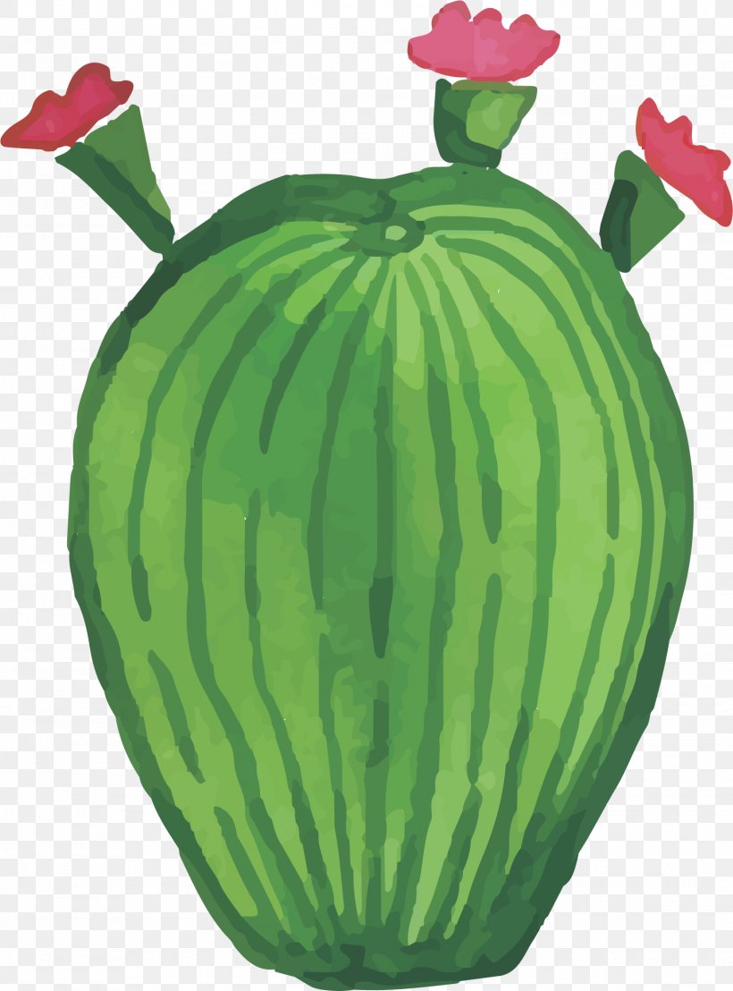 Cactaceae Euclidean Vector, PNG, 1550x2096px, Cactaceae, Artworks, Blossom, Citrullus, Cucumber Gourd And Melon Family Download Free