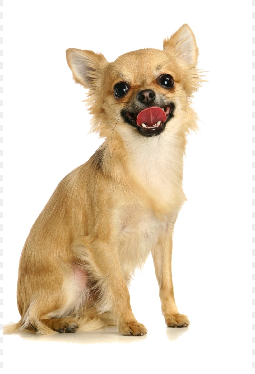 Chihuahua Russkiy Toy Puppy Dog Breed Pug, PNG, 800x1200px, Chihuahua, Breed, Bulldog, Carnivoran, Companion Dog Download Free