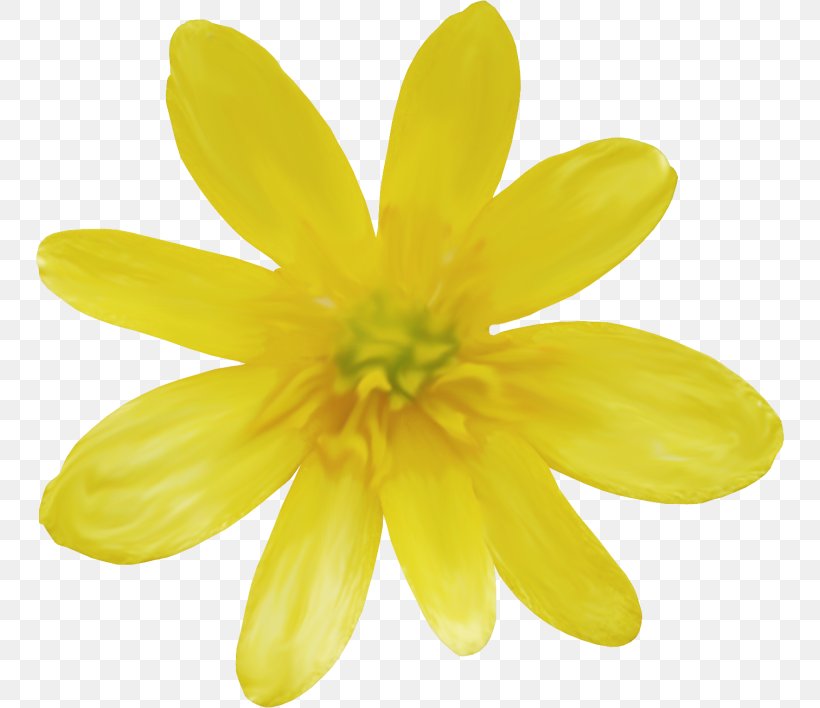 Daisy Family Common Daisy, PNG, 750x708px, Daisy Family, Common Daisy ...