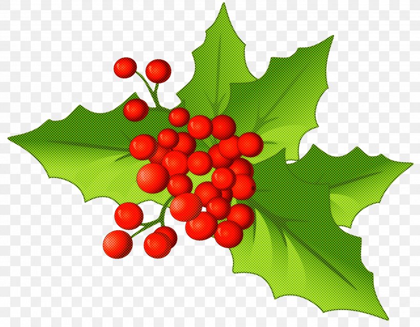 Holly, PNG, 3000x2340px, Holly, American Holly, Flower, Flowering Plant, Grape Leaves Download Free